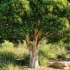 Westringia fruticosa: Coastal Rosemary Hedge, Size and Growing Guide Australia