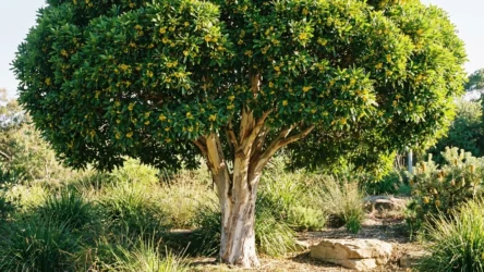 Tristaniopsis laurina: Water Gum Size, Hedge and Growing Guide Australia