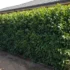 Leptospermum Tea Tree Australia: Species, Sizes, Hedging & Care