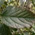 Westringia Hedge Problems Australia: Causes & Fixes