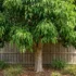 Westringia fruticosa: Coastal Rosemary Hedge, Size and Growing Guide Australia