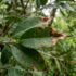 Ficus Hillii Hedge Problems Australia: Causes & Fixes