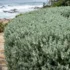 Tristaniopsis laurina: Water Gum Size, Hedge and Growing Guide Australia