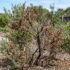 Japanese Box Hedge Problems Australia: Causes & Fixes