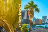 Golden Cane Palm Problems in Australia: Tips & Easy Fixes